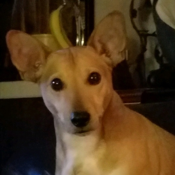 Posh Ambassador! - Picture 2 of 2